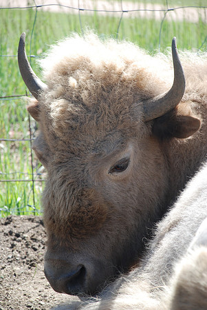 Big Medicine, White Buffalo