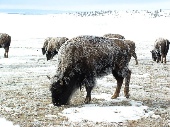 Winter Buffalo, South Park, CO