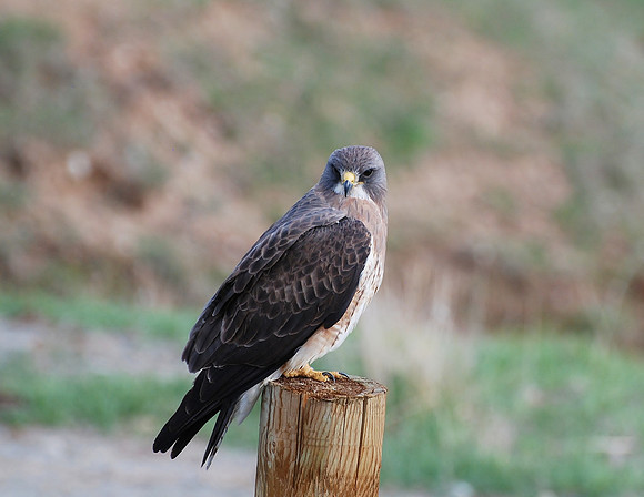 Swainson Hawk _0039