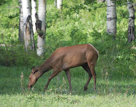 Cow Elk_0176