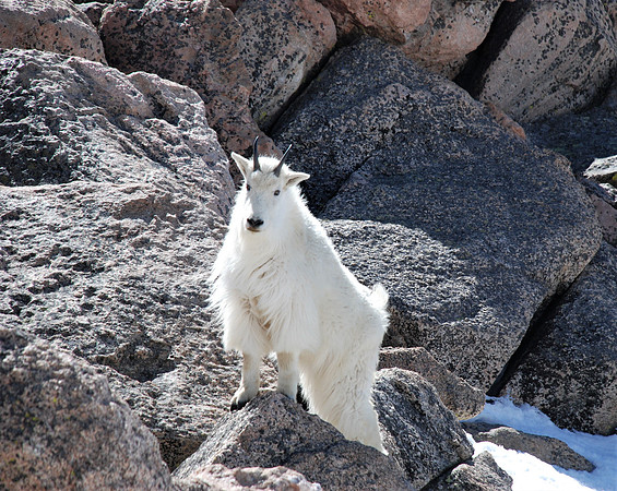 Mountain Goat Beauty_0465