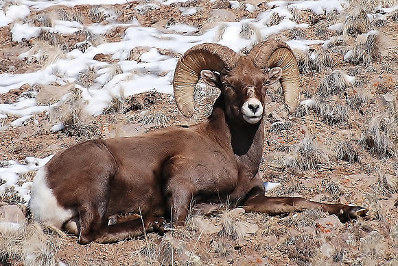Bighorn Sheep RAM_0521