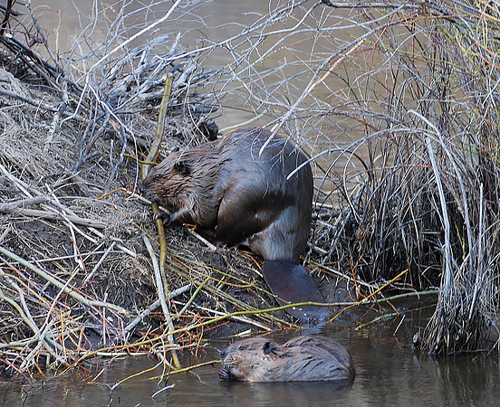 Male Beaver with young_0733