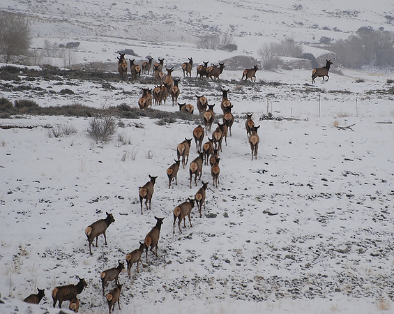 Elk On The Move_0790