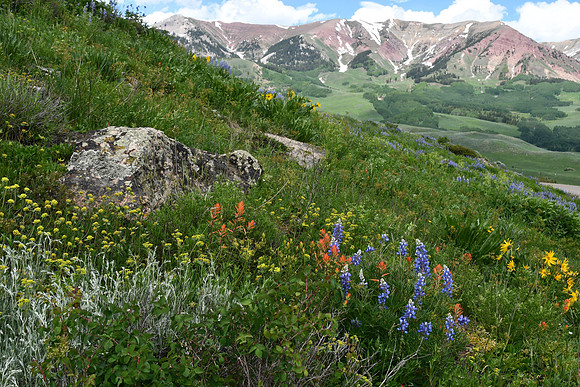 Crested Butte Wildflowers _8765