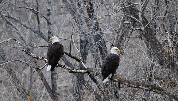 Bald Eagle mates _0021