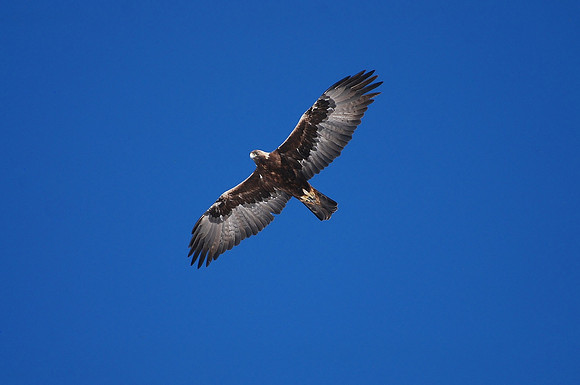 Golden Eagle Golden Glory_0578