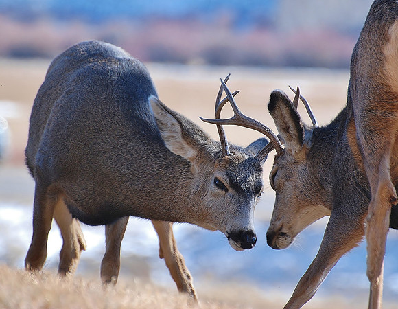 Young Bucks (deer)_0343
