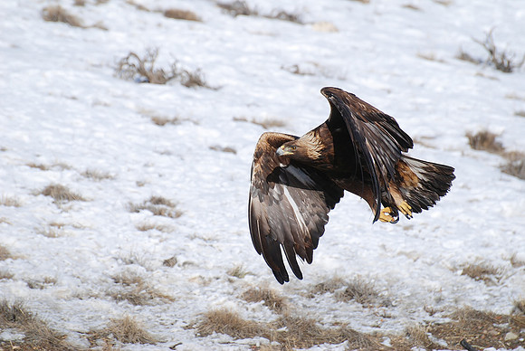 Glorious Golden Eagle_0003