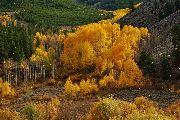 Autumn Foliage Colorado Rockies