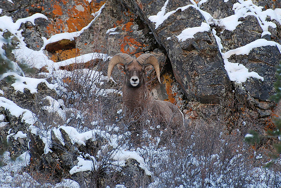 Majestic Ram