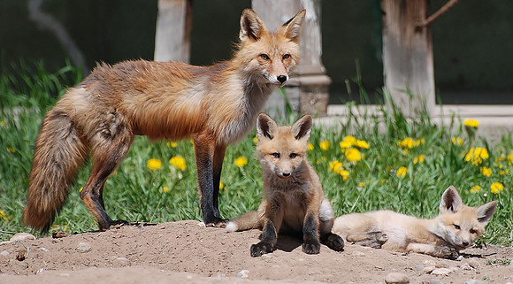 Fox with Kits