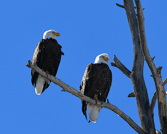 Mated Eagles_9404