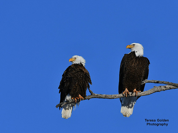 Eagle Mates 0