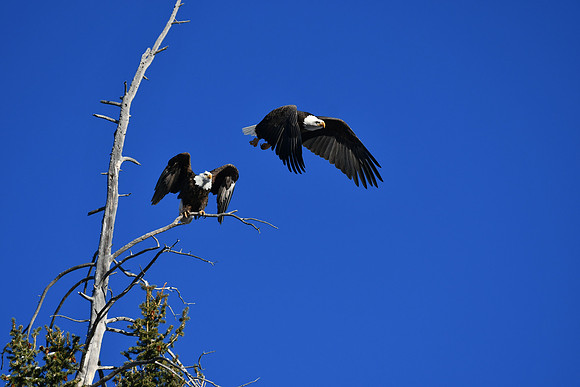 Bald Eagle Mates Taking Flight_1805