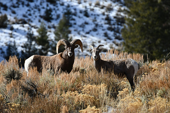 Bighorn Sheep Ram and Ewe_7160