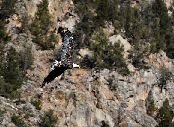 Bald Eagle Soaring_7888