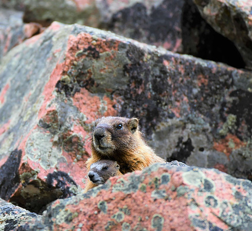 2 marmots _5903 lte