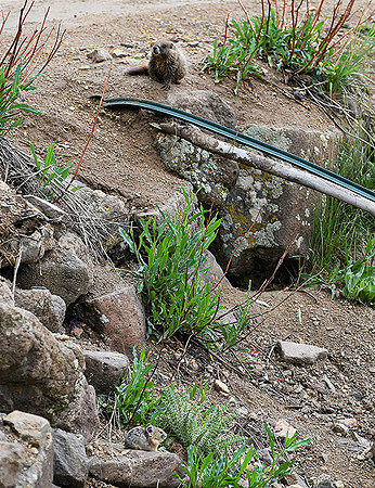 Sharing a Home (pika lower section of image) Marmot above_8968