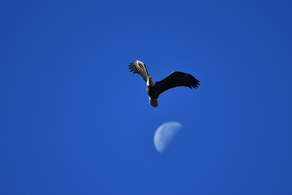 Bald Eagle over setting moon_9604