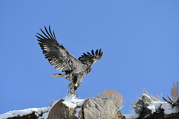 Bald Eagle Juvenile_8825