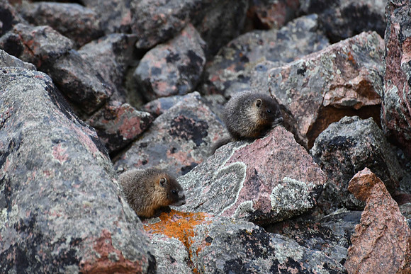 Baby Marmots 2_5664