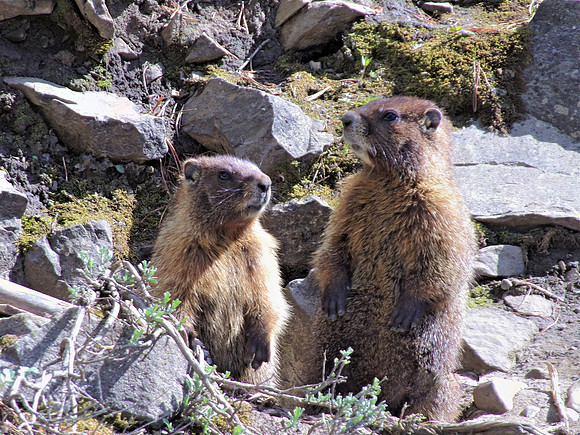 A pair of marmots 107_0799