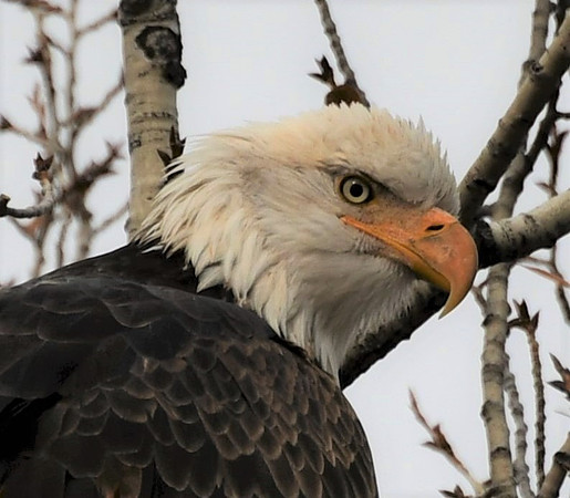Eagle Soul _6228