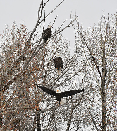 1.2.3. Eagles_4948