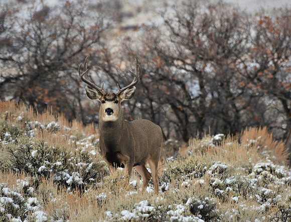 Blue Mesa Buck_6061