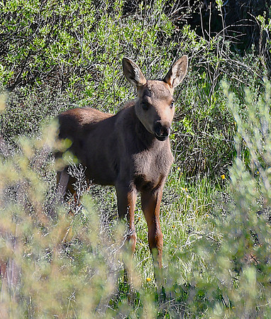 Precious Moose Calf._4163
