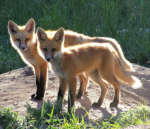 Fox Illumination