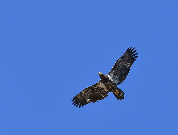 Bald Eagle in the Sky_3295