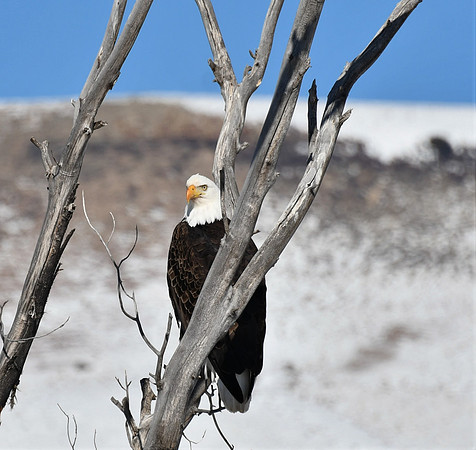 Blue Mesa Bald Eagle_0885