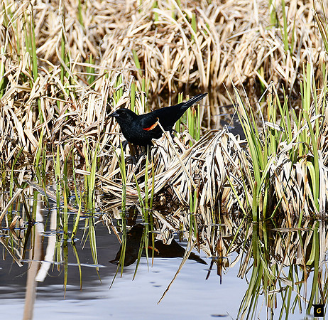 Redwing Black bird