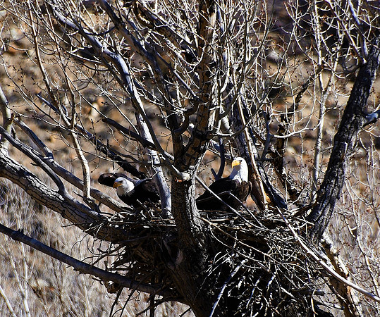 In The Nest -4547