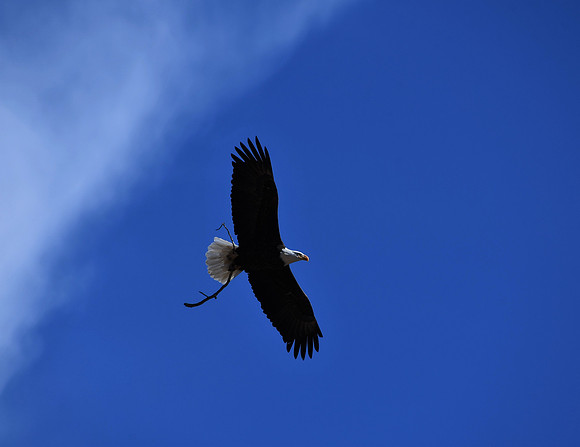 Nest Building_4746