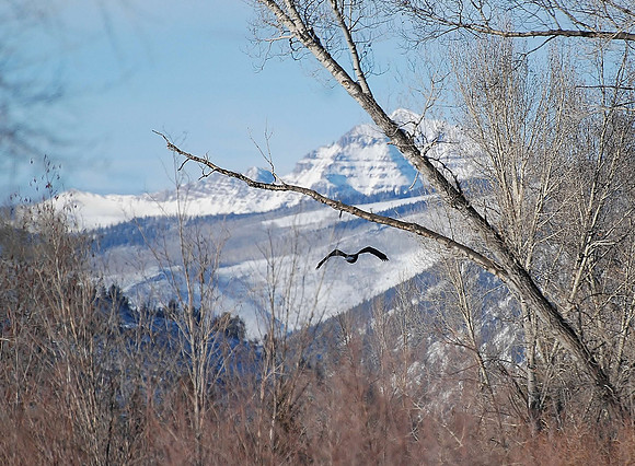 eagle fly_0051