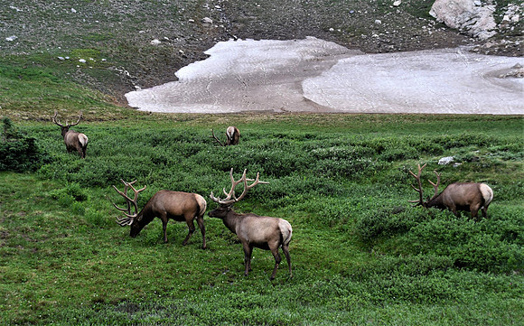 RMNP elk