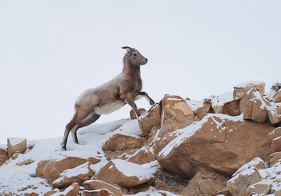 bighorn ewe leaping_0084