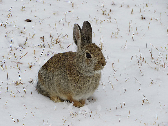 Thumper_0625