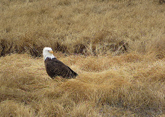 Eagle Meadows_0663