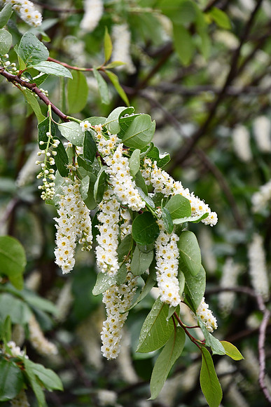 Profusion of Goodness_2755