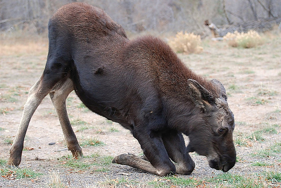 Moose Prayers 418