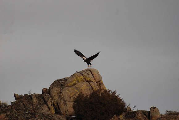 Awesome Eagle _0606