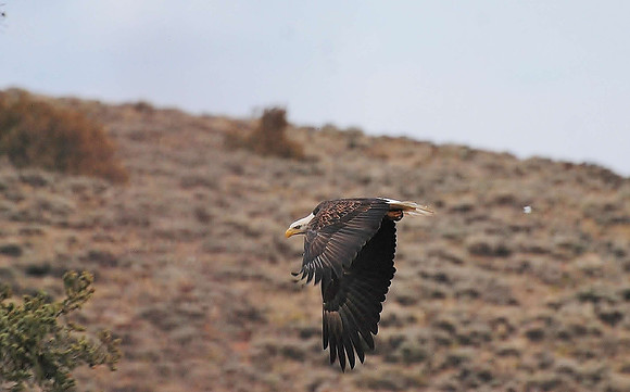 eagel fly autumn 0883