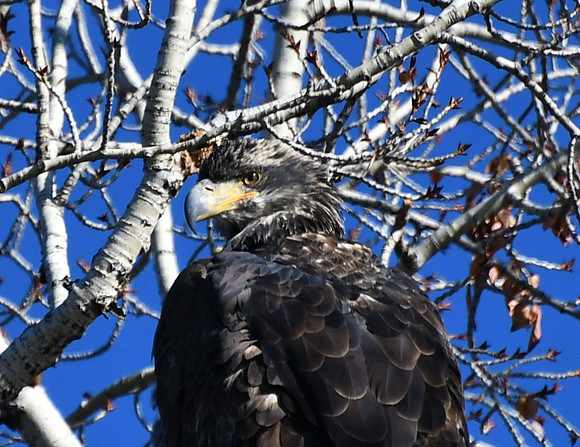 Baby Bald Eagle _7843