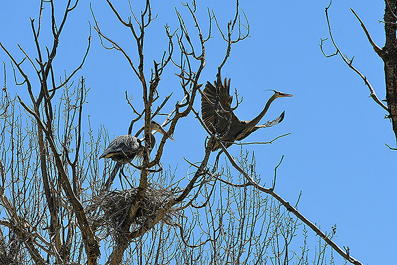 The Nesting Great Blue_4929