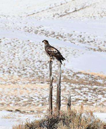 Youthful Eagle Perch_5552