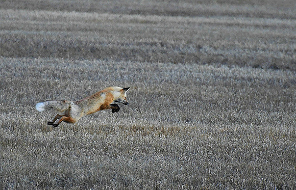 Leaping Fox_3548